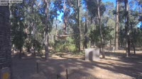 Ludlow - Ludlow Tuart Forest