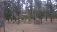 Ludlow - Ludlow Tuart Forest