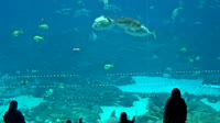 Atlanta - Georgia Aquarium