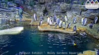 Galveston - Moody Gardens - Pingouins