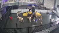 Nampa - Doodle Dog Daycare