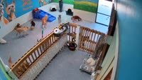 Chantilly - Dog Tales Daycare & Boarding