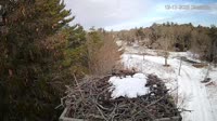 Falmouth - Waquoit Bay Reserve - Osprey Nest