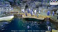 Galvestonas - Moody Gardens - Pingvinai