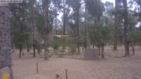 Ludlow - Ludlow Tuart Forest