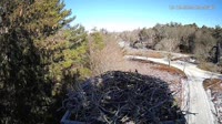 Falmouth - Waquoit Bay Reserve - Fischadlernest