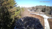Falmouth - Waquoit Bay Reserve - Osprey Nest