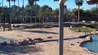 Tucson - Reid Park Zoo