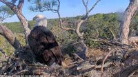 Northeast Florida - Bald Eagle Nest