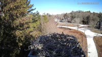 Falmouth - Waquoit Bay Reserve - Osprey Nest
