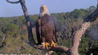 Northeast Florida - Bald Eagle Nest