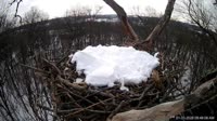 Hanover - Bald Eagle Nest