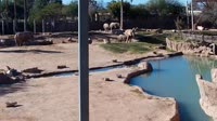 Tucson - Reid Park Zoo