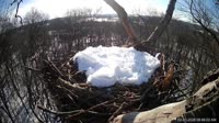 Hanover - Bald Eagle Nest