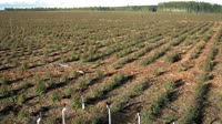 Itatinga - Lobo - Eucalyptus plantation