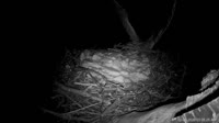Hanover - Bald Eagle Nest