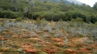 Navarino - Puerto Williams - Omora Ethnobotanical Park