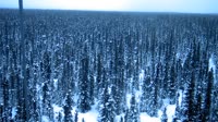 Delta Junction - Fort Greely - Tajga