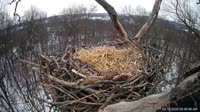 Hanover - Bald Eagle Nest