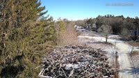 Falmouth - Waquoit Bay Reserve - Osprey Nest