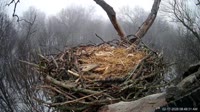 Hanover - Bald Eagle Nest