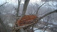 Loudoun - Dulles Greenway - Eagle nest