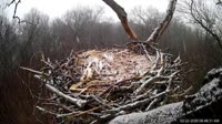 Hanover - Bald Eagle Nest