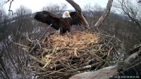 Hanover - Bald Eagle Nest