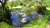 Galápagos Islands - Galápagos tortoise