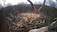 Hanover - Bald Eagle Nest