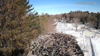 Falmouth - Waquoit Bay Reserve - Osprey Nest
