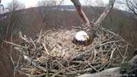 Hanover - Bald Eagle Nest