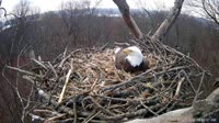 Hanover - Bald Eagle Nest
