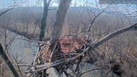Loudoun - Dulles Greenway - Eagle nest