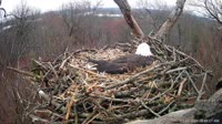 Hanover - Bald Eagle Nest
