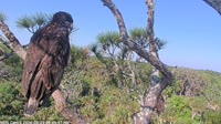 Northeast Florida - Bald Eagle Nest