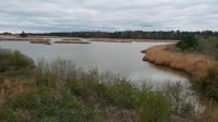 Surry - Hog Island - Wildlife Management Area