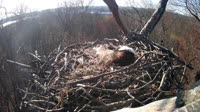 Hanover - Bald Eagle Nest