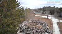 Falmouth - Waquoit Bay Reserve - Nido de águila pescadora