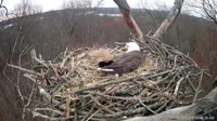 Hanover - Bald Eagle Nest