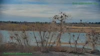 Westminster - Standley Lake Regional Park - Águilas calvas