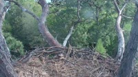 Hilton Head Island - Eagle nest