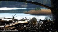 Quechee - VINS Nature Center - Bald Eagles nest
