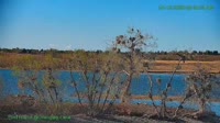 Westminster - Standley Lake Regional Park - Aquile calve