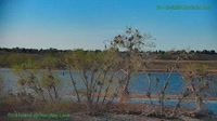Westminster - Standley Lake Regional Park - Aquile calve