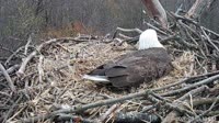 Hanover - Bald Eagle Nest