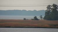 Surry - Hog Island - Wildlife Management Area