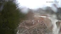 Falmouth - Waquoit Bay Reserve - Osprey Nest