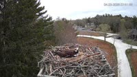 Falmouth - Waquoit Bay Reserve - Osprey Nest