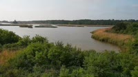 Surry - Hog Island - Wildlife Management Area